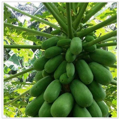 Vegetables Seeds – Crop Power Sdn. Bhd.