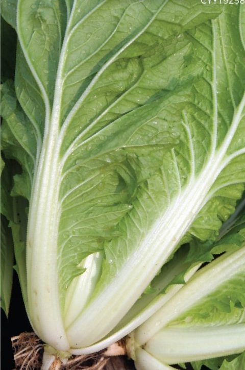 Chinese Cabbage - Crop Power Sdn. Bhd.